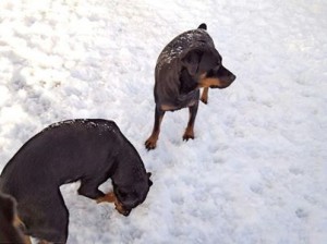 今日も大雪予報