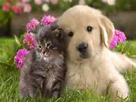 よりそう猫と犬