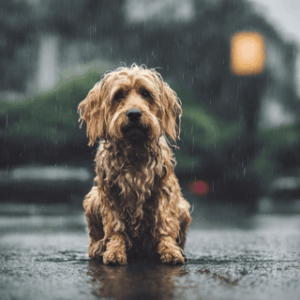 雨と犬
