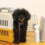 犬の画像