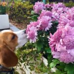 犬の画像